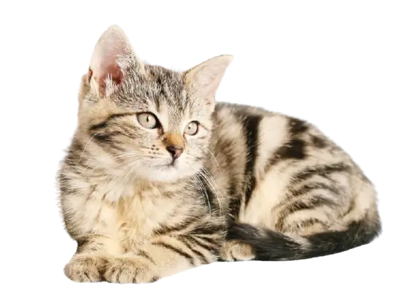 Cat png