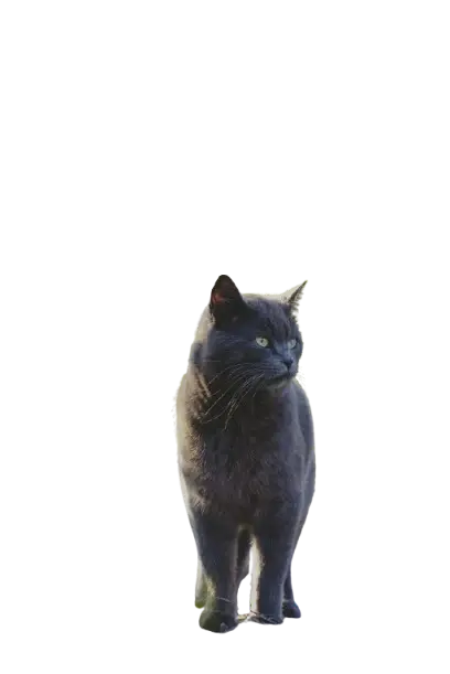 Cat png
