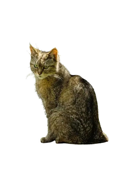 Cat png