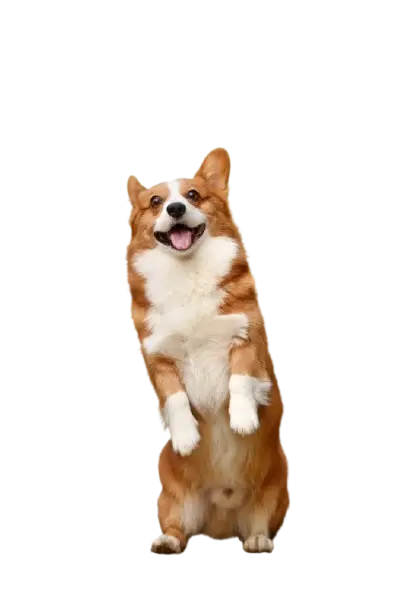 Funny Dog png