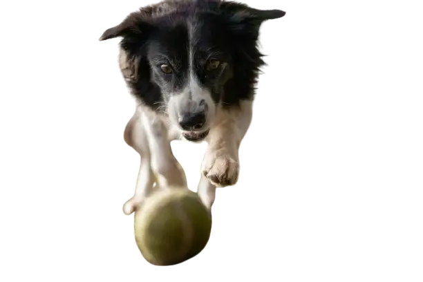 Dog png
