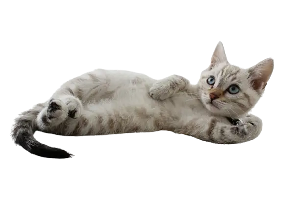 Cat png