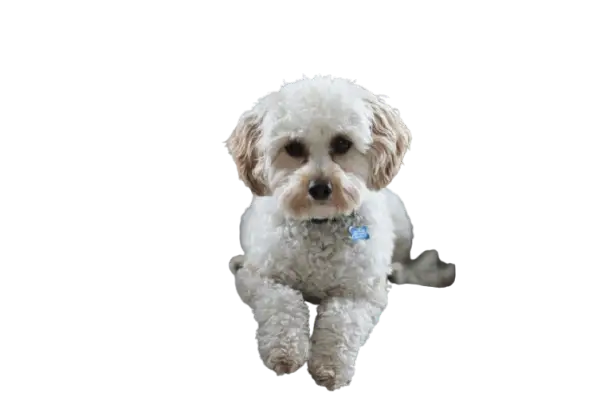 Dog png