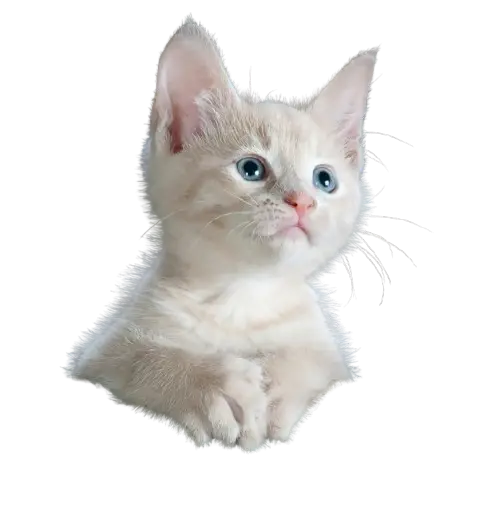 Cat png