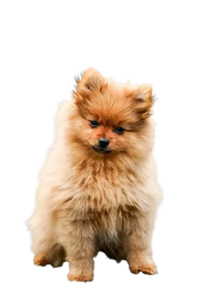 Cute dog png