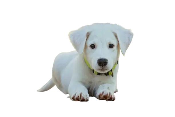 Cute puppy png