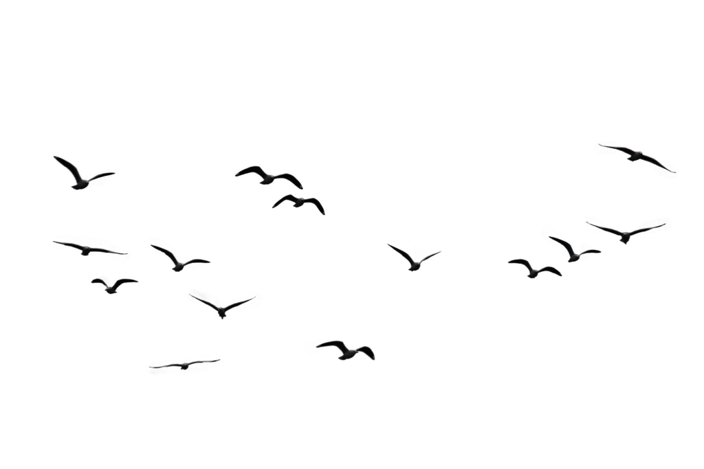 Birds flying