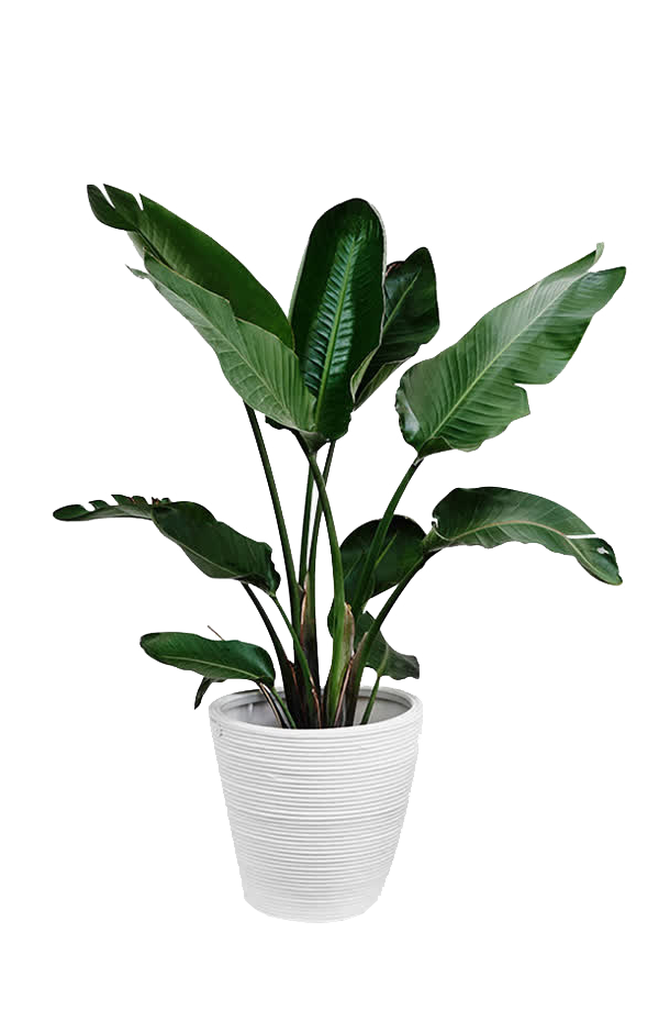 plant in white pot