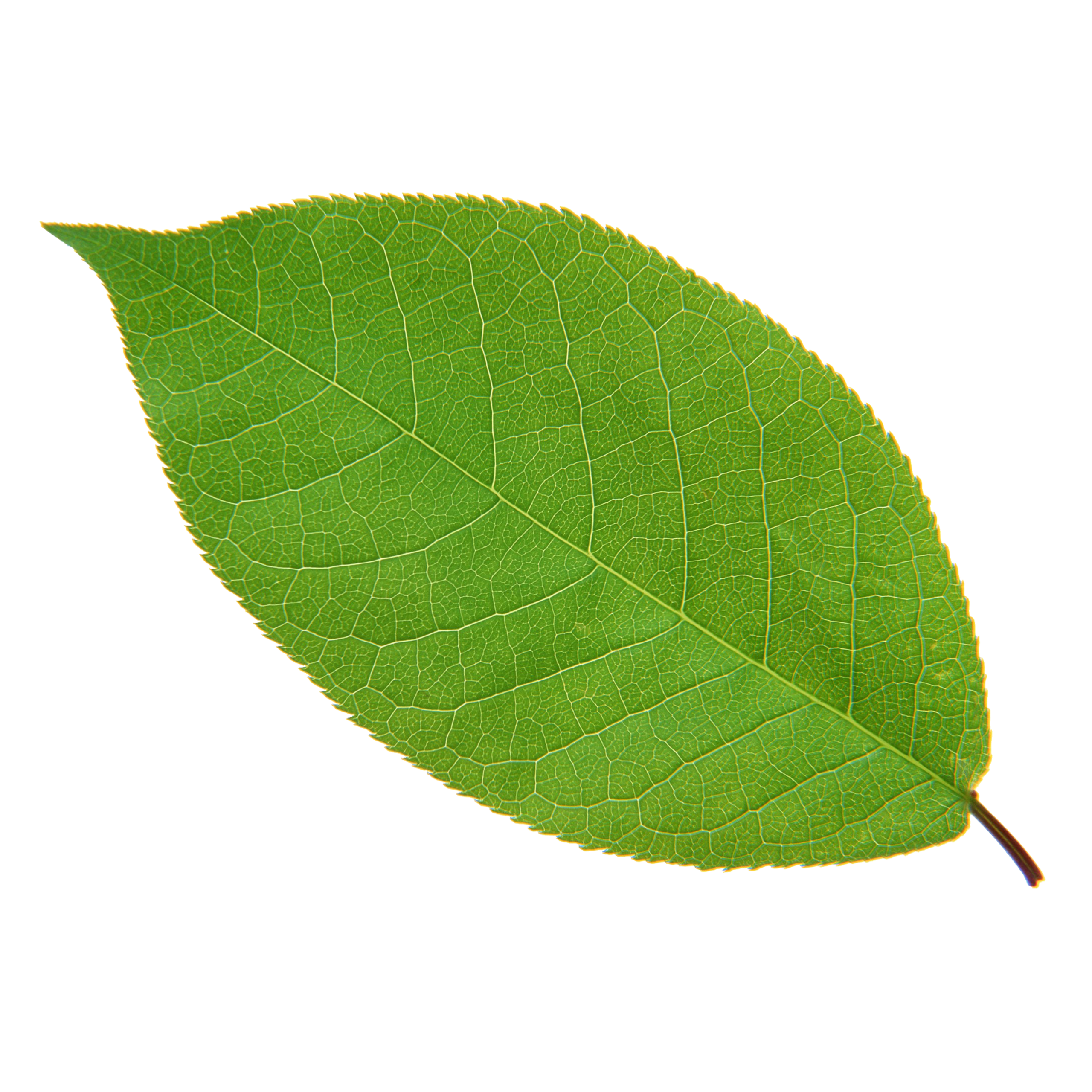 Leaf