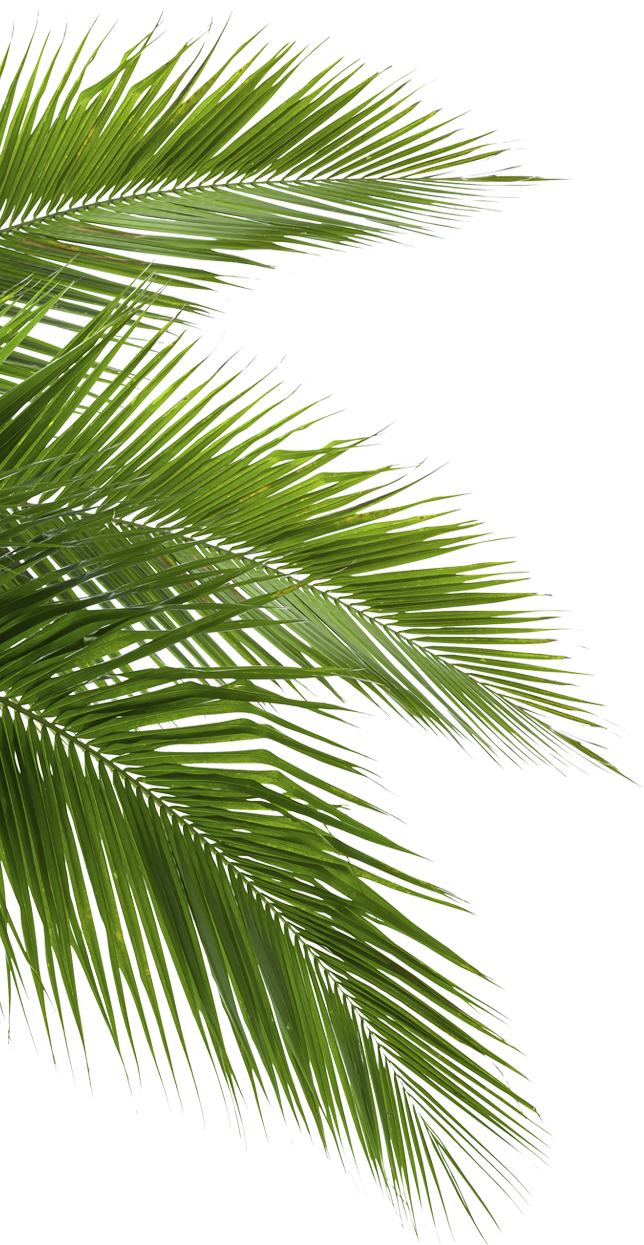 Palm leaf left