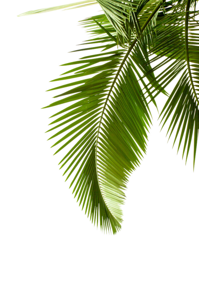 Palm leaf right