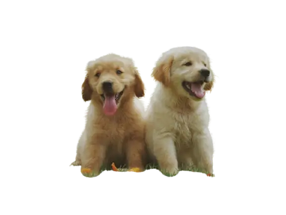 Cute Puppies sticker