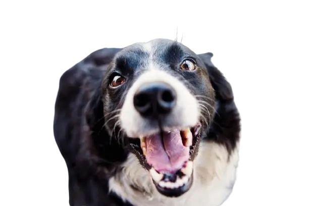 Black Dog