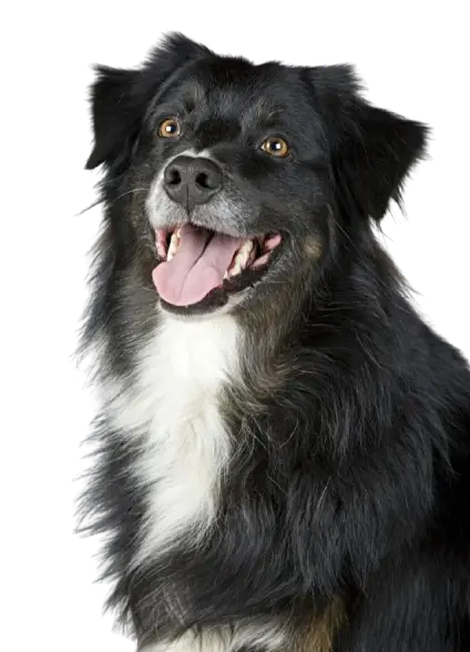 Black dog sticker