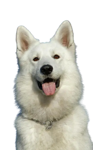 Cute Dog sticker