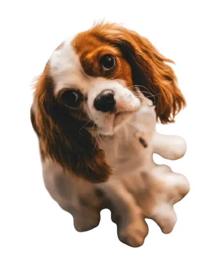 Awkard Dog