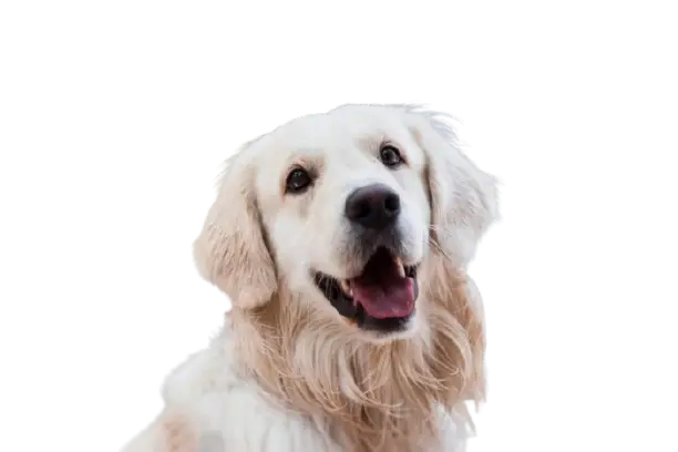 Sweet Dog sticker