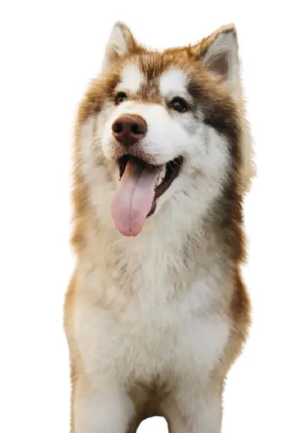 Cute Dog